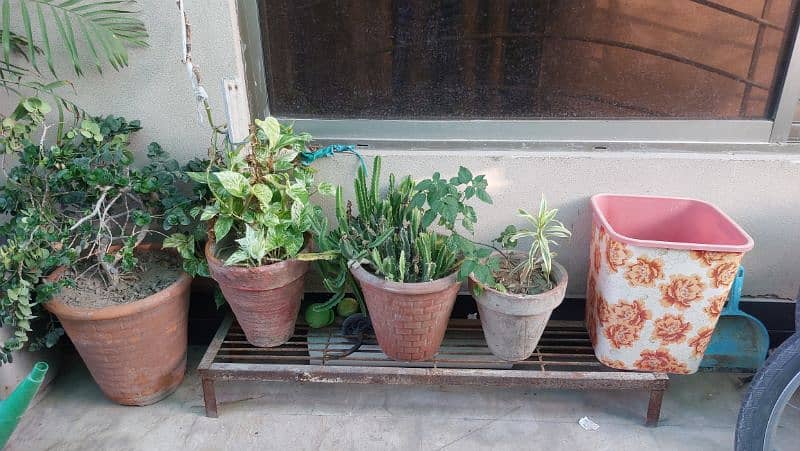 Ornamental Plants with Pots 2