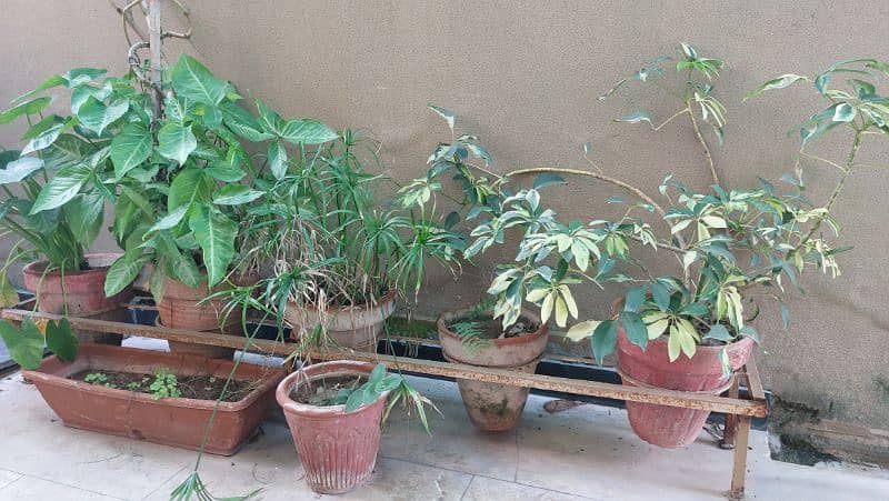 Ornamental Plants with Pots 4