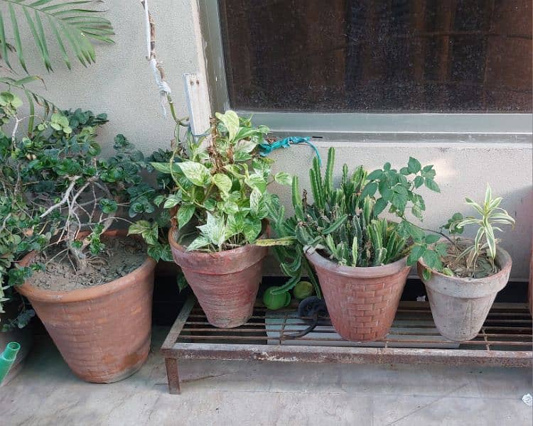 Ornamental Plants with Pots 5