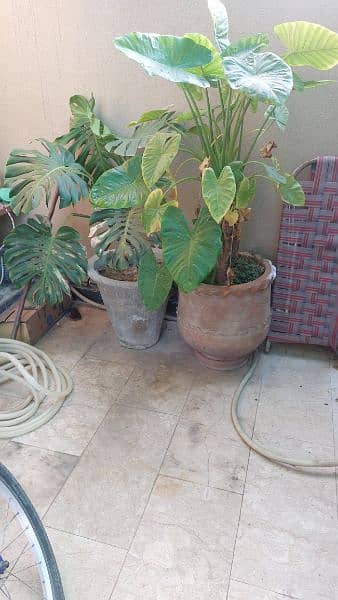 Ornamental Plants with Pots 8