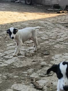 2 Gultair Puppy Available For Sale