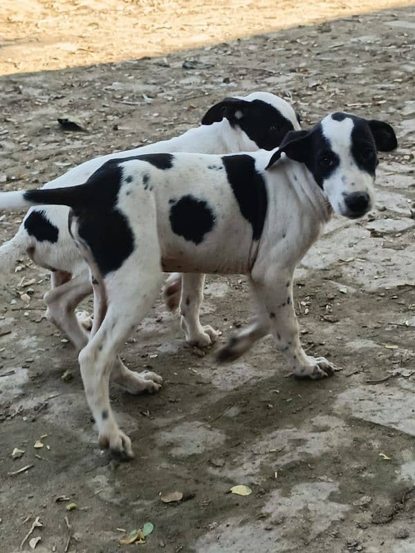 2 Gultair Puppy Available For Sale 1