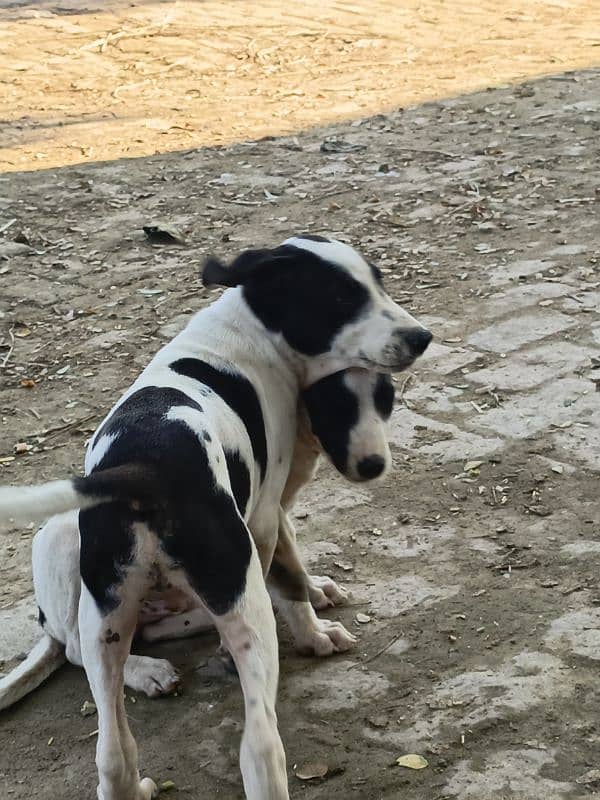 2 Gultair Puppy Available For Sale 2