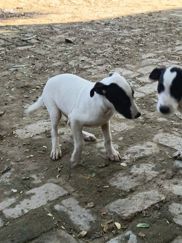 2 Gultair Puppy Available For Sale 3