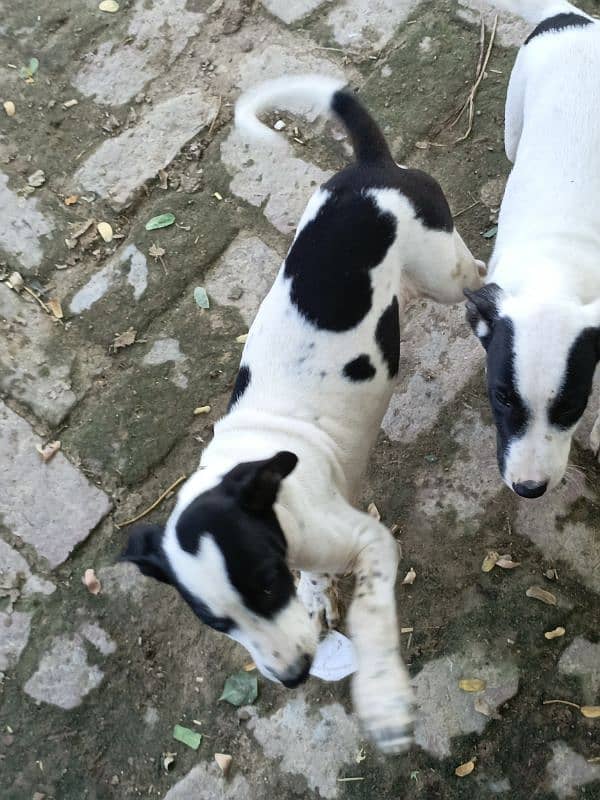 2 Gultair Puppy Available For Sale 5