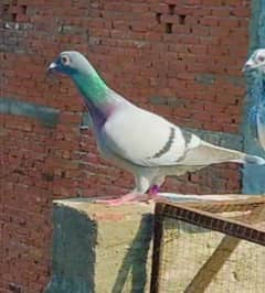 imported pigeon Belgium