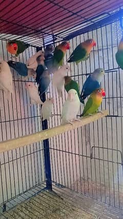 love bird ready to breed bird available 0