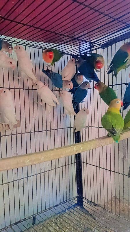 love bird ready to breed bird available 1