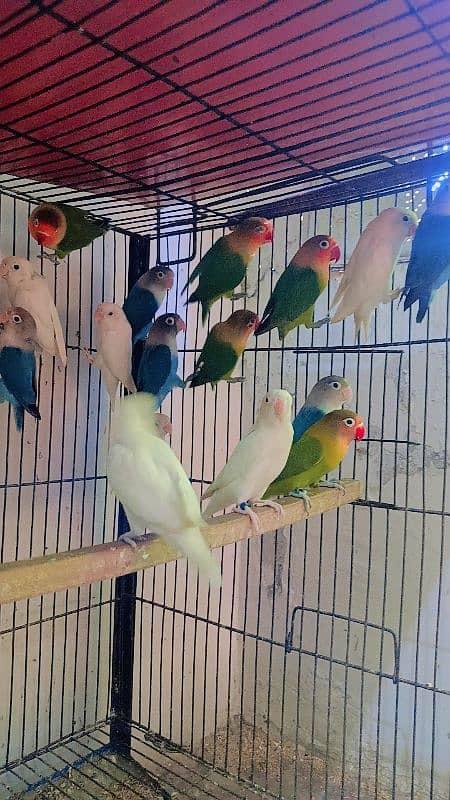 love bird ready to breed bird available 2