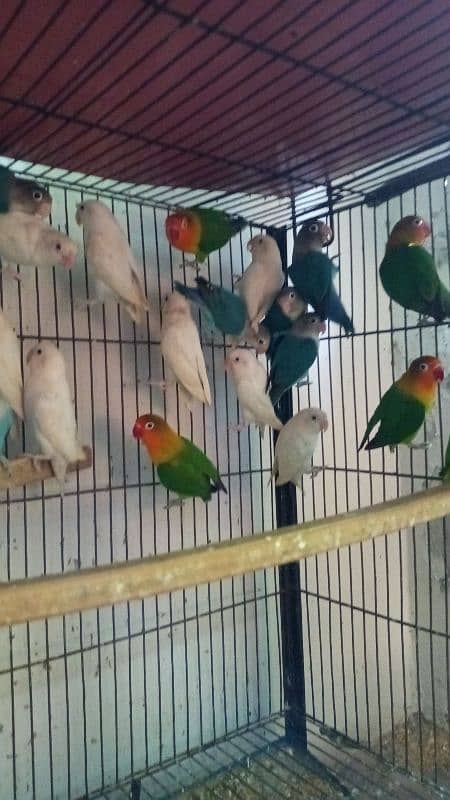 love bird ready to breed bird available 3