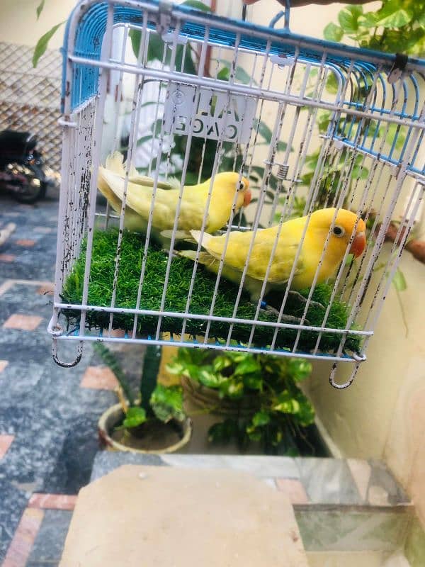 love bird ready to breed bird available 6