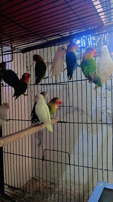 love bird ready to breed bird available 7