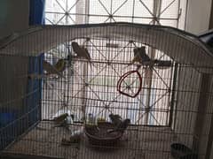 budgies