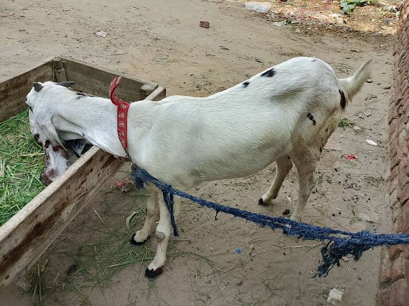 goats for sale 1