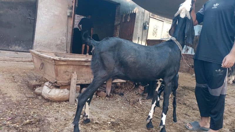 GABBAN BAKRI URGENT SALE 1