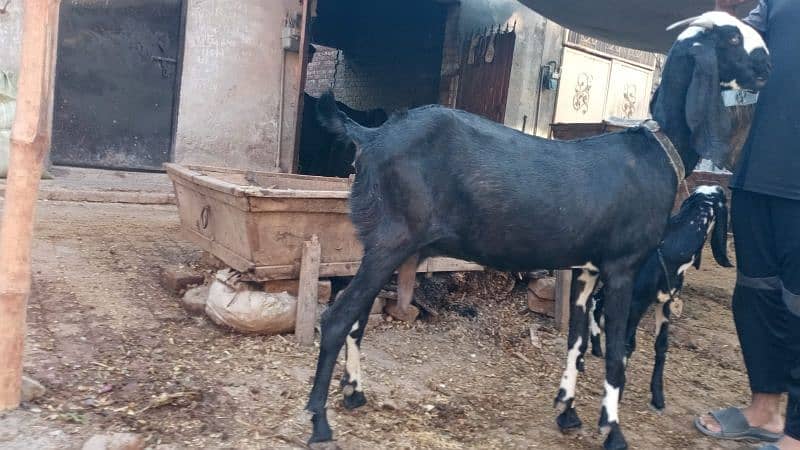 GABBAN BAKRI URGENT SALE 2