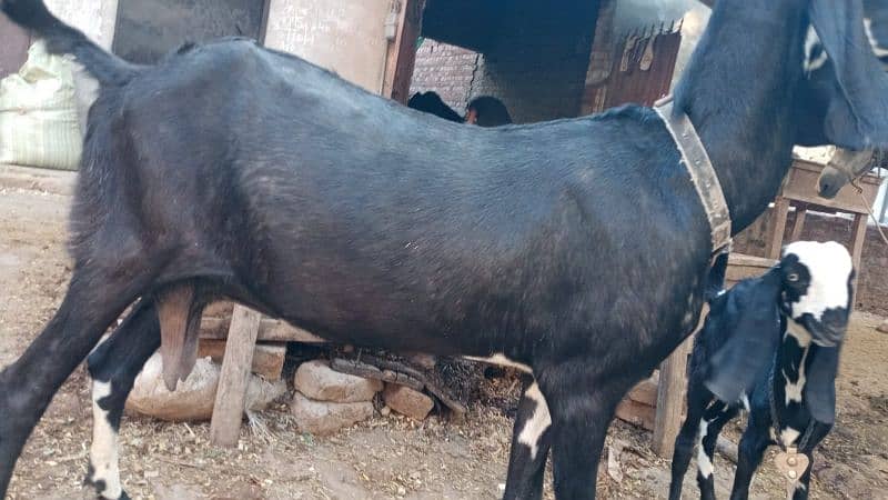 GABBAN BAKRI URGENT SALE 5