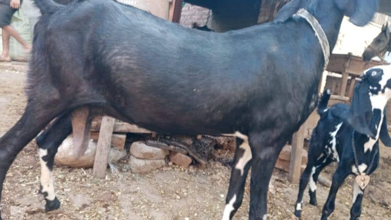 GABBAN BAKRI URGENT SALE 8