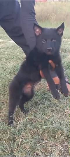 black German Shepherd double coat 2 month for sale