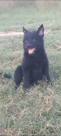 black German Shepherd | double coat | Dog For Sale | GSD