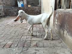 Female goats for urgent sale 0