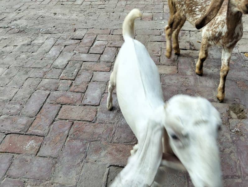 Female goats for urgent sale 1