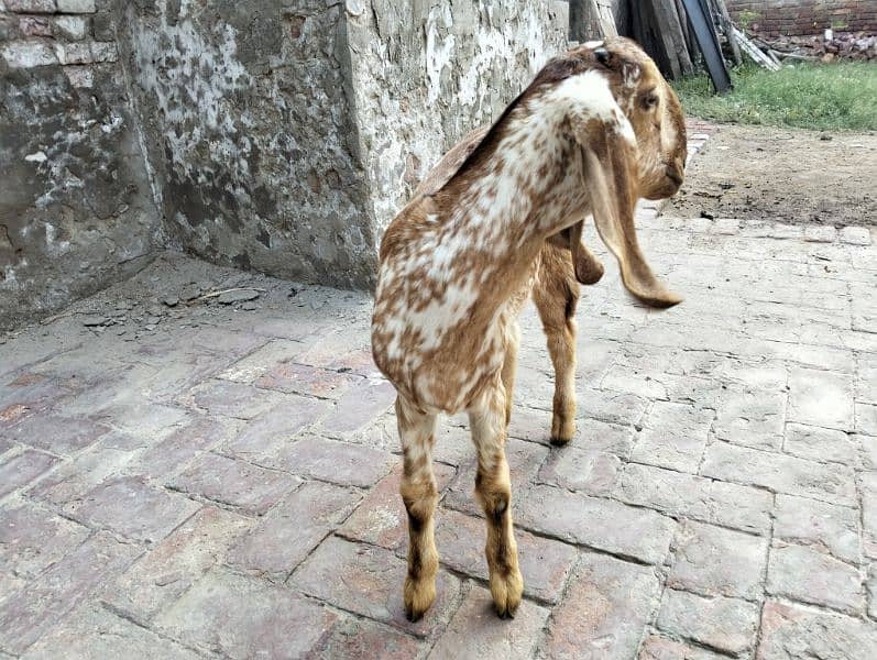 Female goats for urgent sale 2