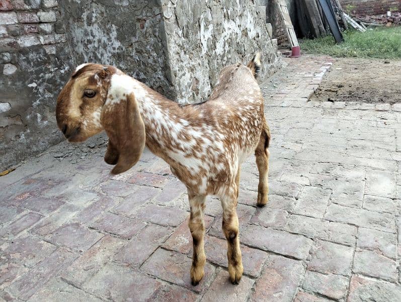 Female goats for urgent sale 3