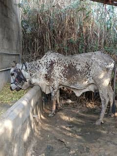 cholistani cow with baba kids