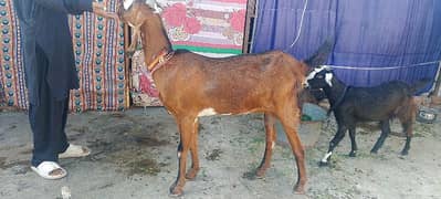 pure betal bakri. 0