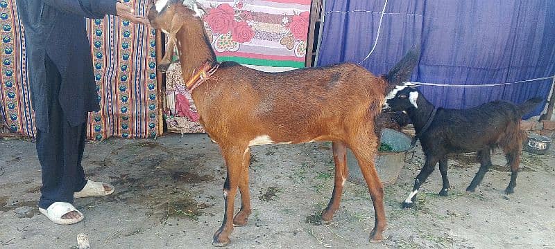 pure betal bakri. 0