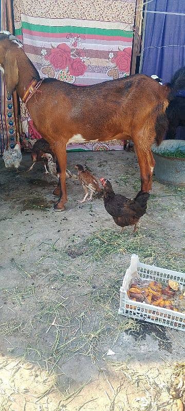 pure betal bakri. 2