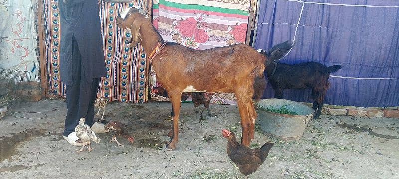 pure betal bakri. 4