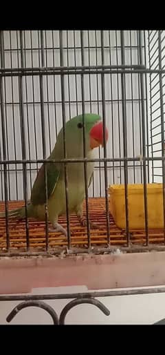 raw parrot male . for sale. . healthy and active. mashallah ring birds . 0