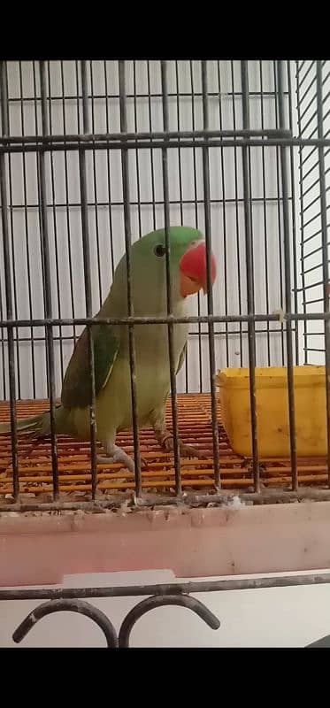 raw parrot male . for sale. . healthy and active. mashallah ring birds . 1