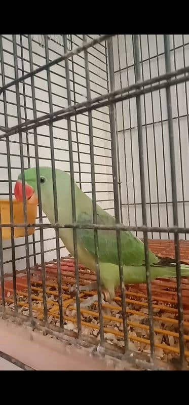 raw parrot male . for sale. . healthy and active. mashallah ring birds . 3