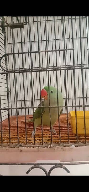 raw parrot male . for sale. . healthy and active. mashallah ring birds . 4