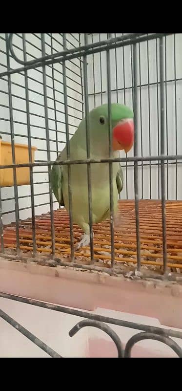 raw parrot male . for sale. . healthy and active. mashallah ring birds . 5