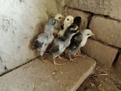 Aseel Chicks For Sale