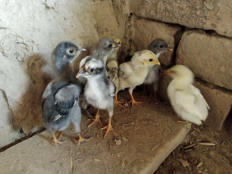 Aseel Chicks For Sale 2