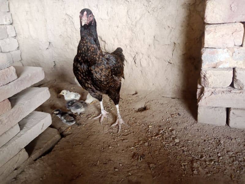 Aseel Chicks For Sale 3