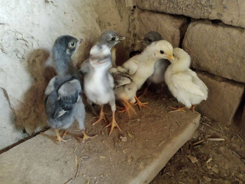 Aseel Chicks For Sale 4