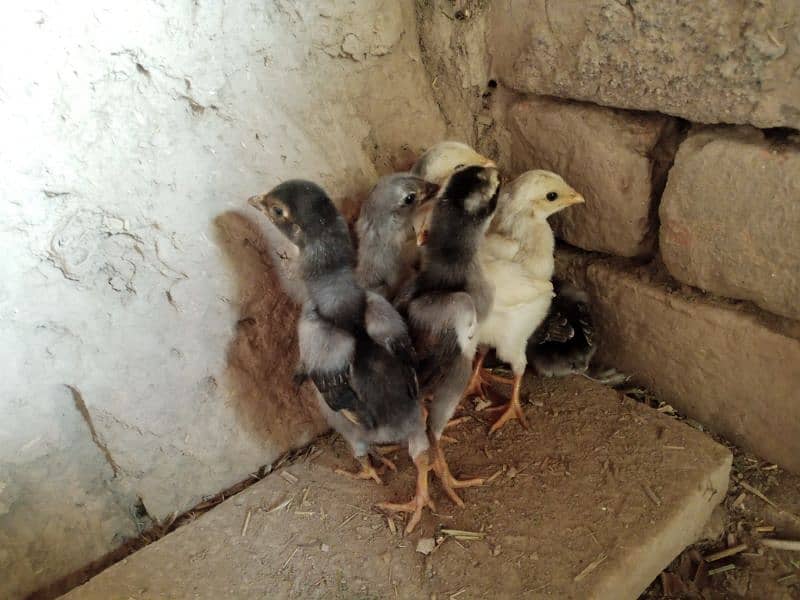 Aseel Chicks For Sale 6