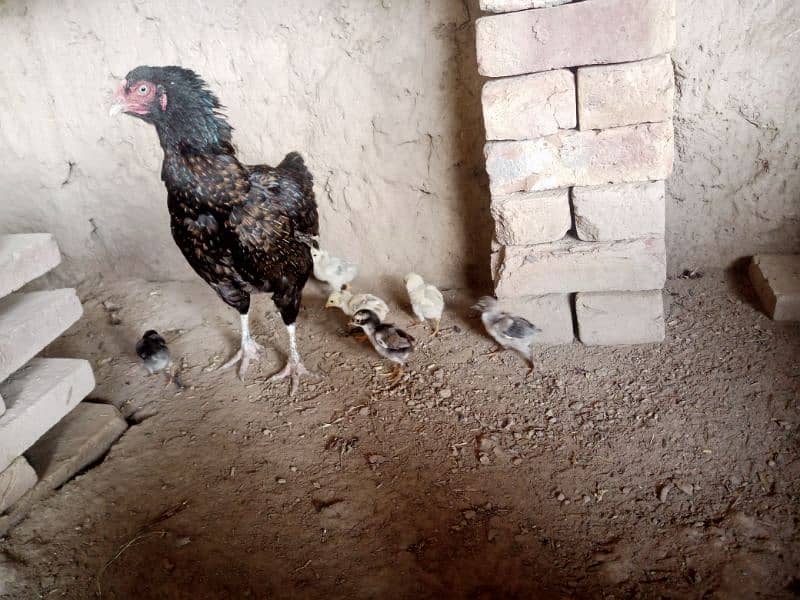 Aseel Chicks For Sale 7