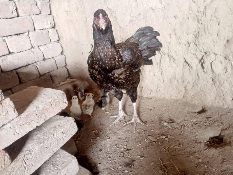 Aseel Chicks For Sale 9