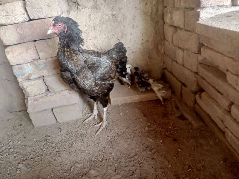 Aseel Chicks For Sale 10