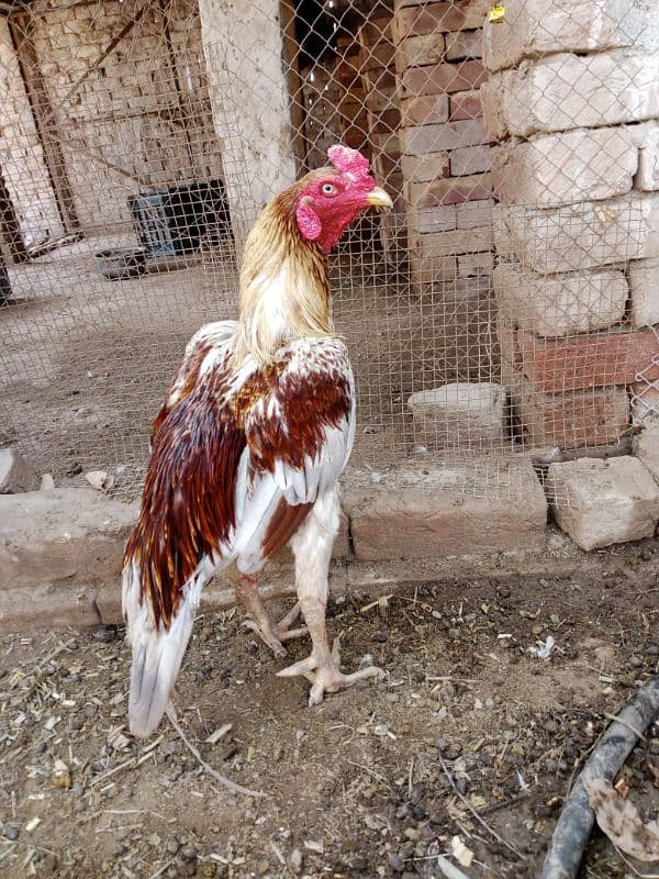 Aseel Chicks For Sale 14