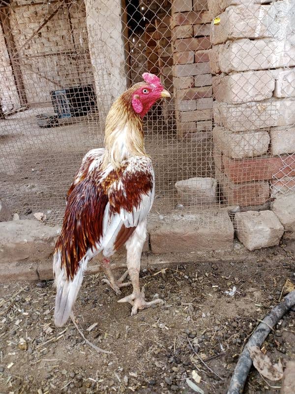 Aseel Chicks For Sale 15