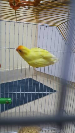 Cremino Decino Albino fisher lovebird