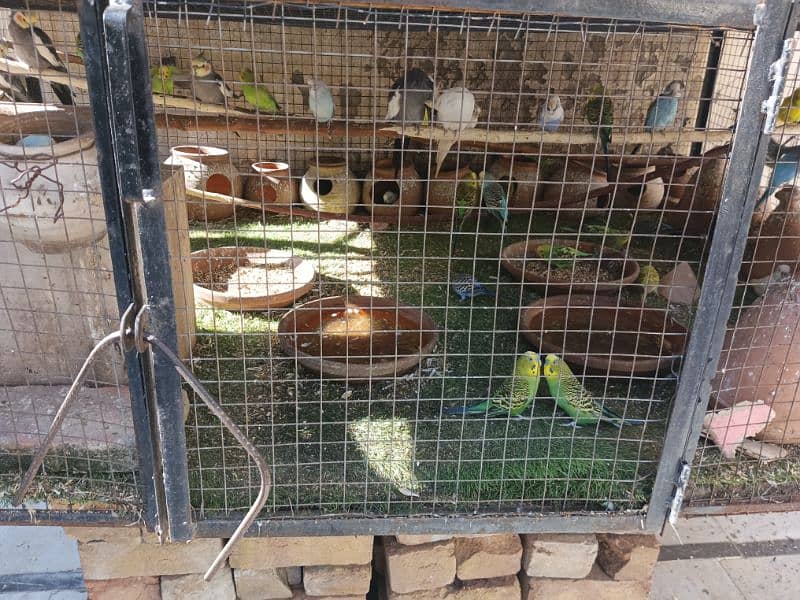 budgies 0